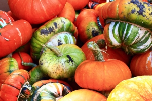 assorted pumpkins-1433668-m