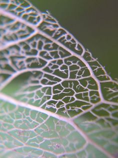 leaf sctructure